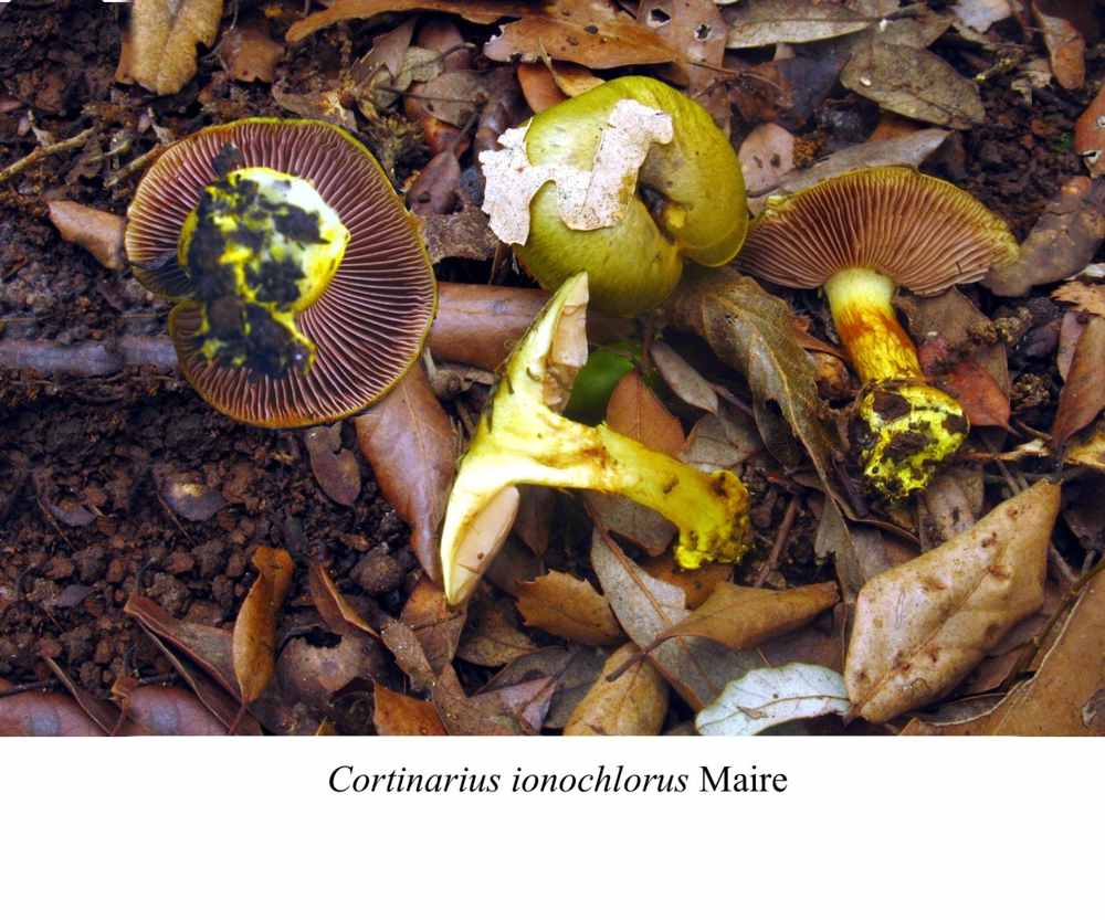 Cortinarius atrovirens ssp. ionochlorus